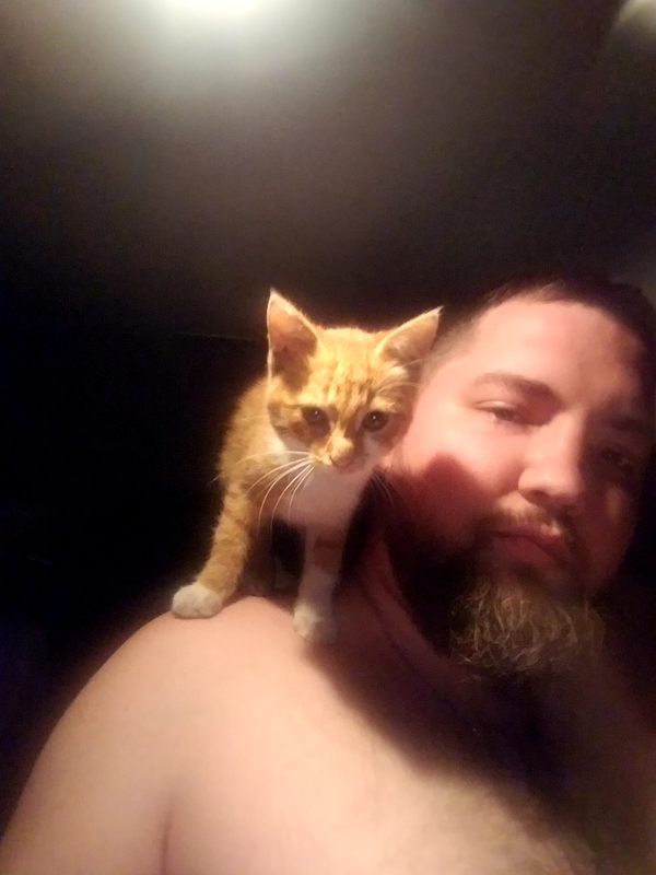 Ко мне в машину пришёл котёнок. Заберите пожалуйста. Оренбург.