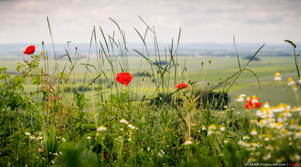 Poppies on the hill. - My, Sky, Flowers, Landscape, The hills, Grass, Czech, Olomouc