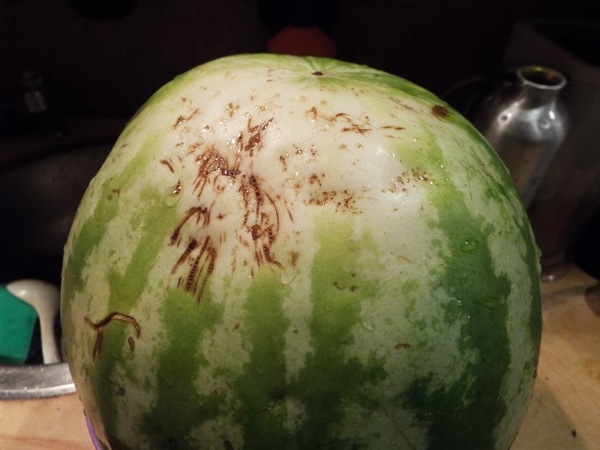 The story of one watermelon (two). - Watermelon, My, Longpost, A life, Naruto