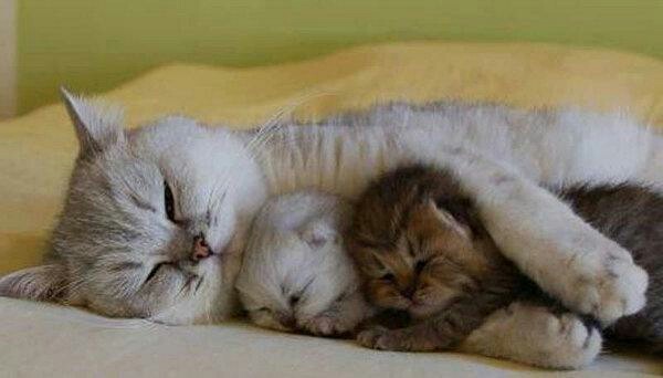 cat and kittens) - Cats and kittens, Kittens, Mum, Milota, cat