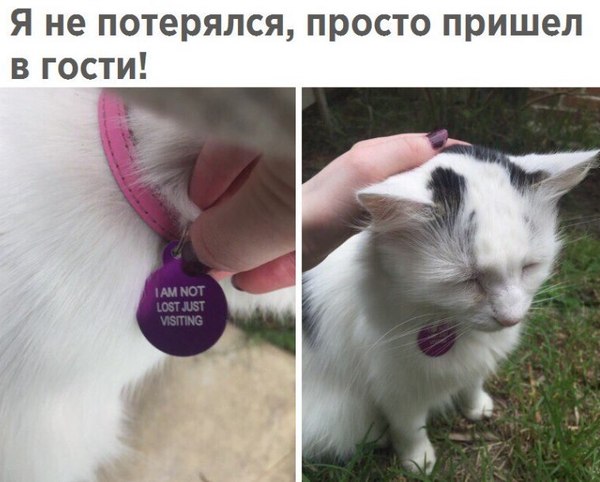 Котику нужно больше любви - Милота, Кот без кота и жизнь не та, Кот, Котики - наркотики