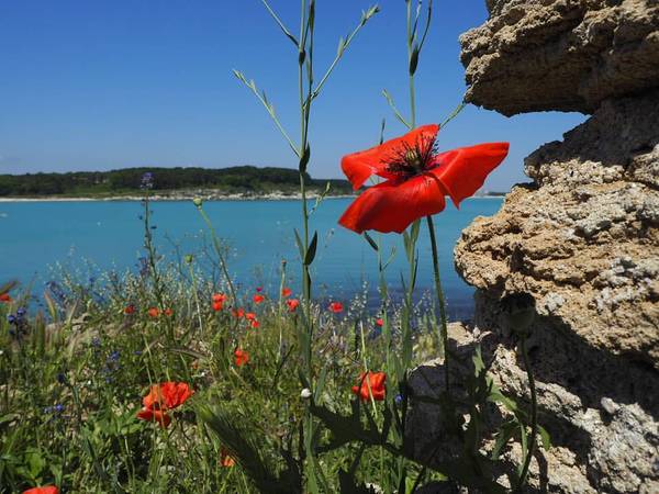 Postcard from Kiten - My, Postcard, Bulgaria, Sea, Black Sea, Flowers