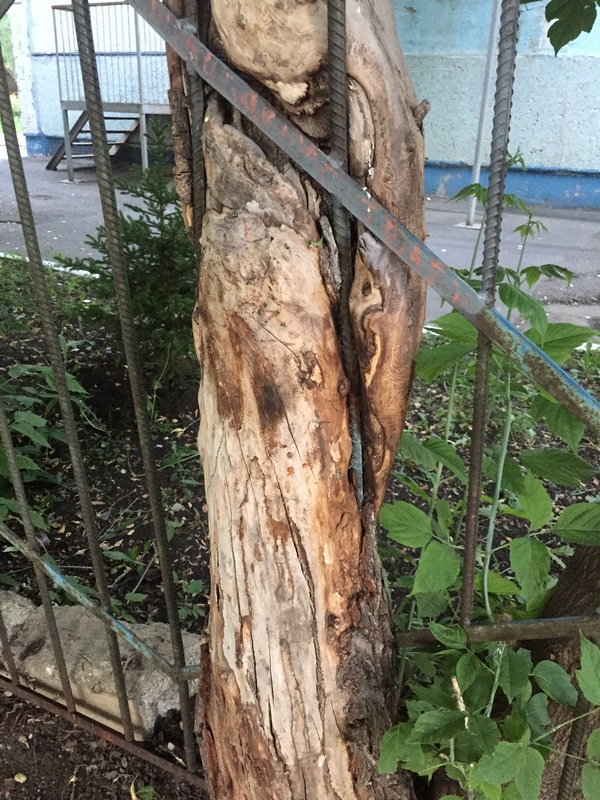 Fence against nature - My, Tree, Fence, Who will win, Nature, Fences are evil, Longpost