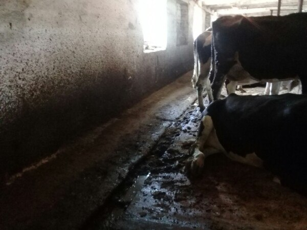 Keeping animals in a barn, Novgorod region, Batetsky district. - My, Cattle, Barnyard, Cow, Sovkhoz, Novgorod region, Longpost