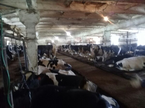 Keeping animals in a barn, Novgorod region, Batetsky district. - My, Cattle, Barnyard, Cow, Sovkhoz, Novgorod region, Longpost