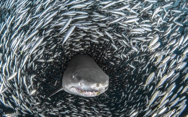 Shark in the fish tunnel - Shark, The photo