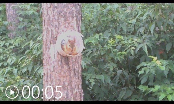 House for the squirrel - Yekaterinburg, Animals, The photo, Squirrel