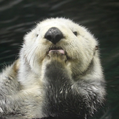 Lick - Otter, Otters, Sea otter, Animals, Milota