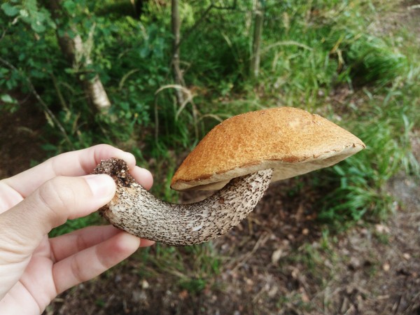 Life, you tried... - Tver region, My, Boletus, Mushrooms