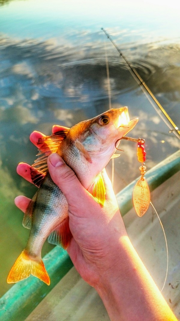 Now go and call the adults. - My, Fishing, Perch, River, Spinning