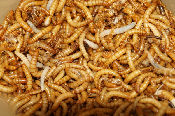 Some protein - My, Mealworm, 