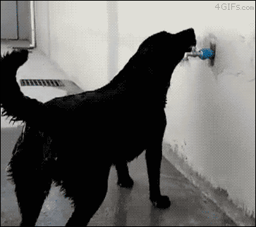 Neat - Dog, Water procedures, the washing up, GIF