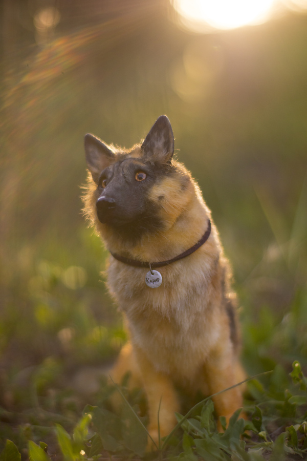 Mini copy of a pet. - My, Handmade, German Shepherd, Dog, Handmade, Polymer clay, Longpost, Needlework without process