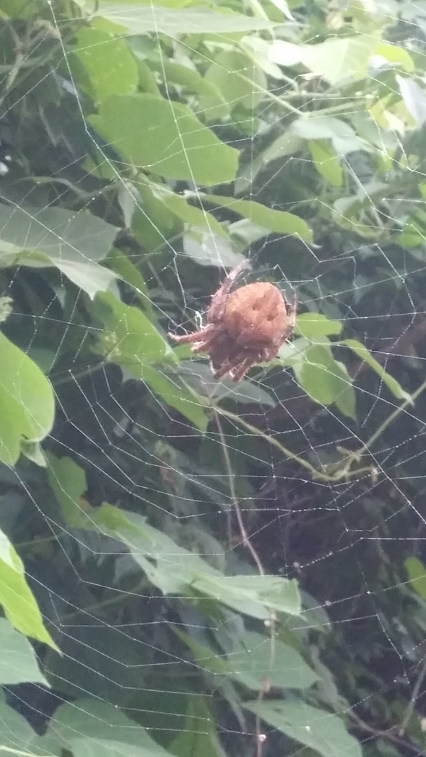 Neighbor - Longpost, Arachnophobia, Spider, What's this?, My, South Korea