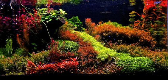 50 Shades of Red - Aquarium, Aquarium, Aquascape, , Aquarium plants