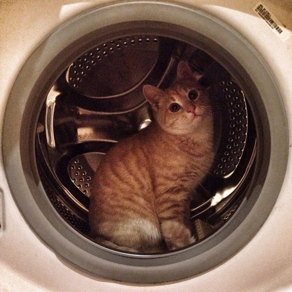 Cotmonaut to my first peekaboo subscriber - cat, Washing machine, Kotikidlyahyshostune