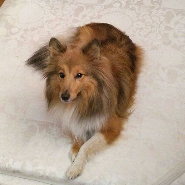 Lost dog - My, A loss, The dog is missing, Help me find, Lost, Help, Sheltie