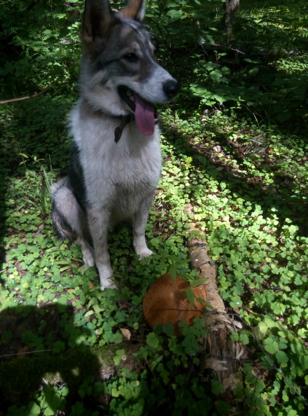 I found it, take it - My, Dog, Mushrooms, Forest