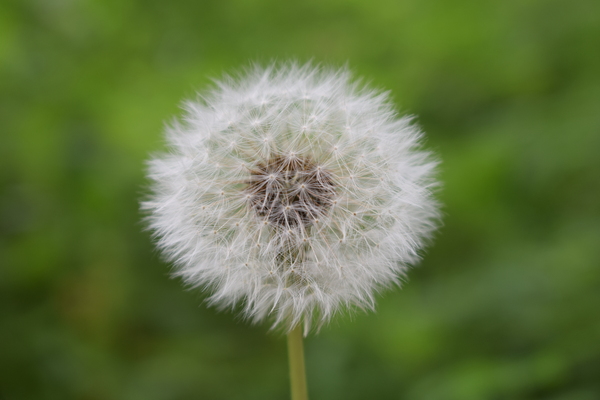 Dandelion - My, Dandelion, Tags are clearly not mine, Just, Beautiful, beauty of nature