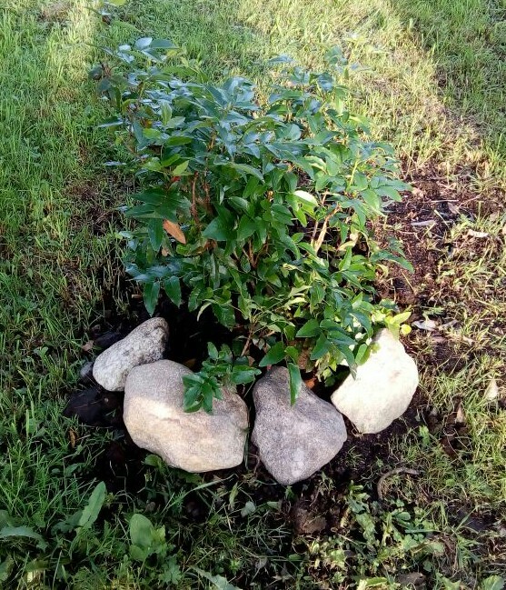 Summer days. - My, Dacha, Plants, Nature, Карелия, Longpost