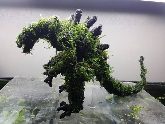 Aqua-bonsai Godzilla (with aquarium moss) - creative)) - Aquarium, Aquarium, Aquarium plants, Aquascape, , Nature