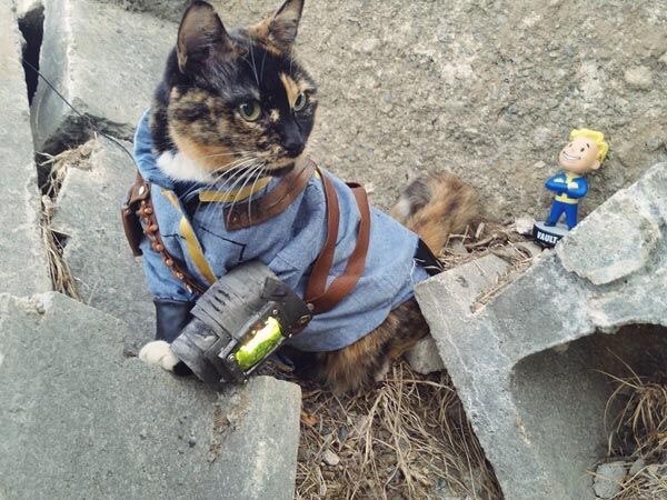 In search of Yader-Whiskas... - Fallout, cat, Post apocalypse, Games