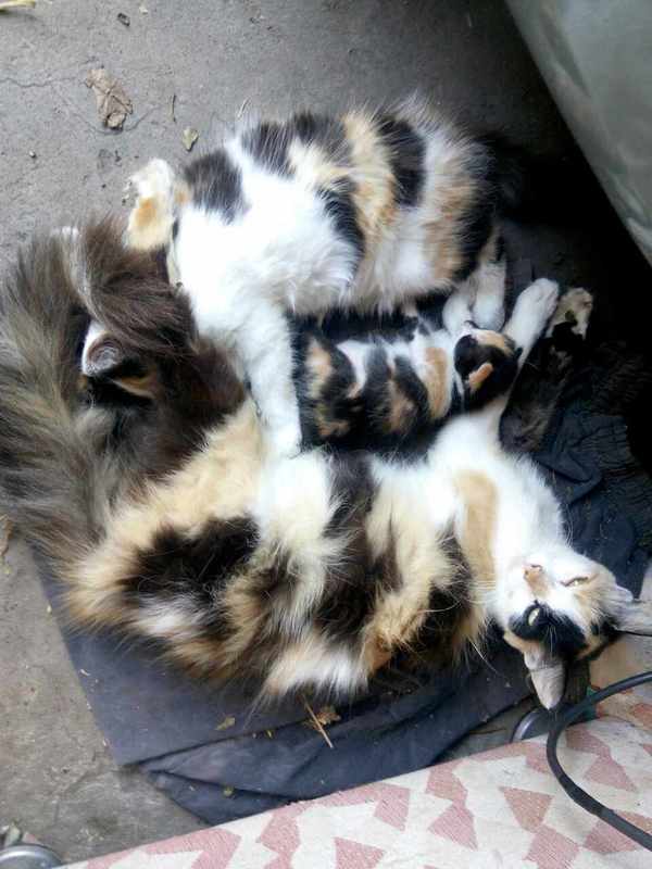 Duplicates. - My, Tricolor cat, Similarity, cat