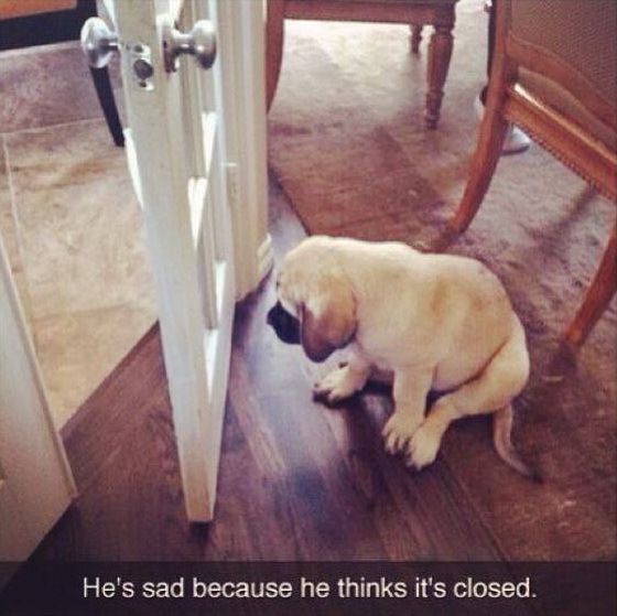 He's upset because he thinks it's closed.. - Dog, Sadness