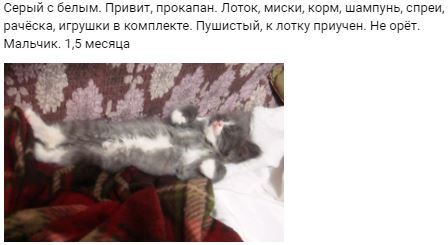 St. Petersburg. I'm giving away a kitten. 89046101806 - My, I will give, cat, Saint Petersburg