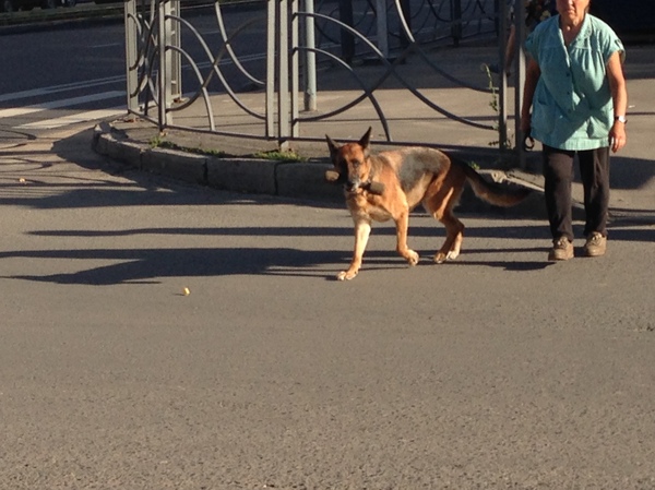 Sticks are for the weak - The photo, Dog, Kazan