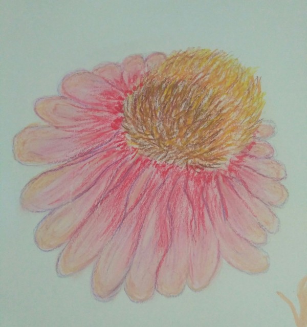 Echinacea purpurea. learning to draw - My, Echinacea, Junior Academy of Artists, My