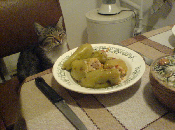 At dinner - My, cat, Food, Catomafia