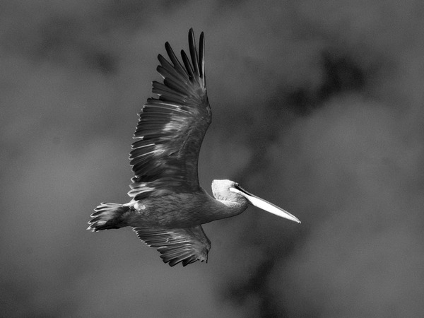 The largest bird in Russia - My, Pelican, Bird watching, Siberia, Altai region, Birds, Longpost