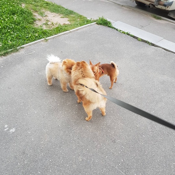 When you are a good boy, but you also need to grind with the boys - Milota, Walk, Dog