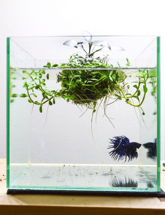 Бетта + наник + ваби куса = ?