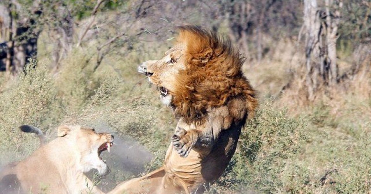 Обижает лев. Животные ругаются. Львы ругаются. Львица ругает Льва. Встреча с дикой природой.