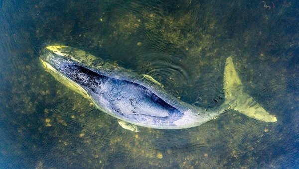 Ministry of Emergency Situations sends rescuers to help a whale stuck in the mouth of the river - news, Whale, Stuck, Khabarovsk region, Ministry of Emergency Situations, Animals, Mammals, Video
