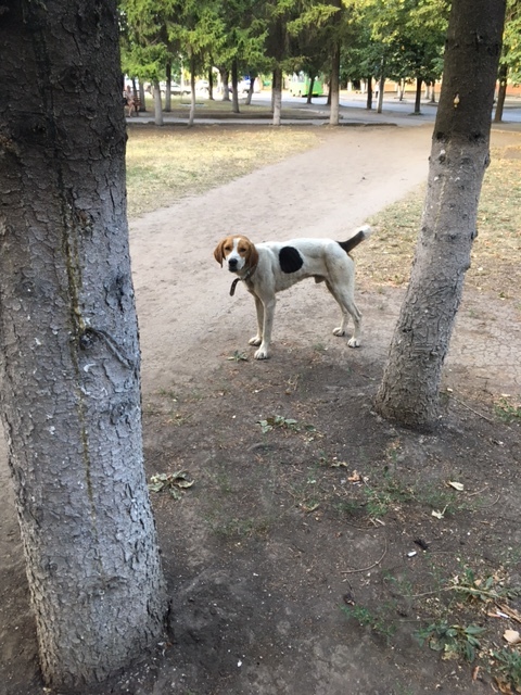 Found dog Kharkiv - Dog, Kharkov, Found a dog, The strength of the Peekaboo