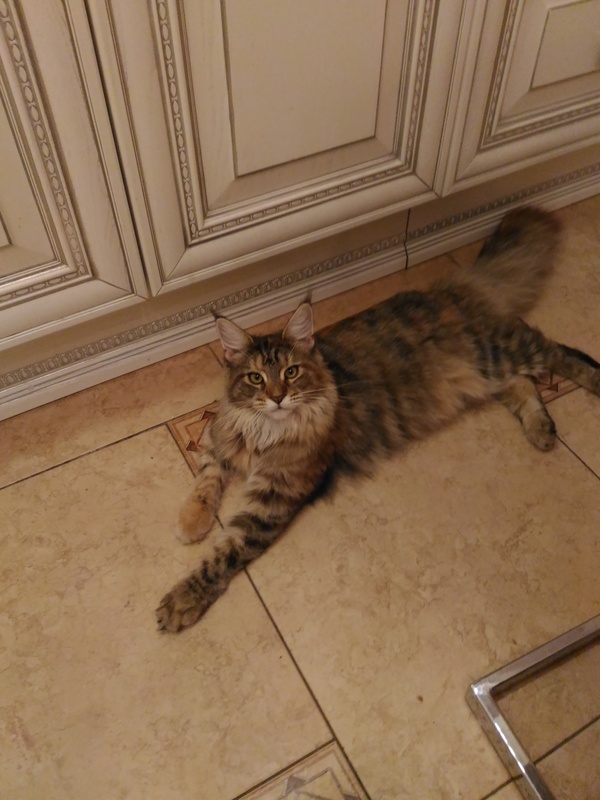 Maine Coon, 6 months old - My, cat, Maine Coon