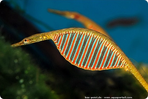 The freshwater relative of seahorses is the rainbow needlefish Microphis deocata. - Aquarium, Aquarium, Aquarium fish