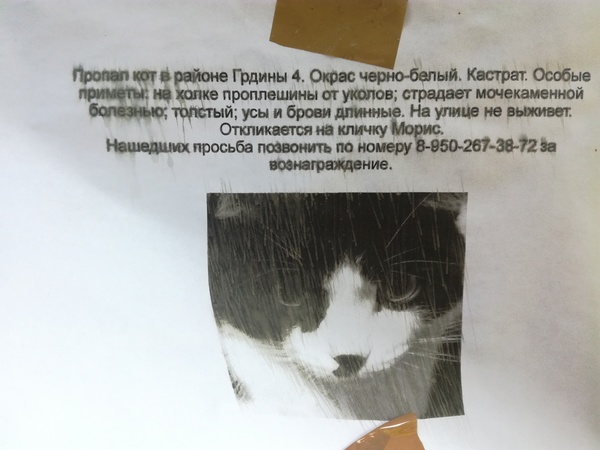 Lost cat Novokuznetsk - Novokuznetsk, Lost cat, Help me find, cat