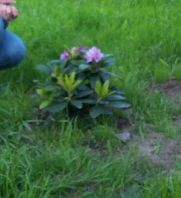 Country stories. Rhododendrons, wintering. - My, , Dacha, Сельское хозяйство, , Rhododendron, Longpost