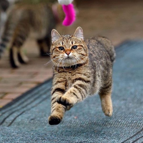 oh hello photographer - Not mine, cat, Photogenic