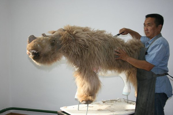 For those who have not seen. Pictured is a stuffed woolly rhinoceros - Yakutia, Woolly rhinoceros, Sasha, The photo