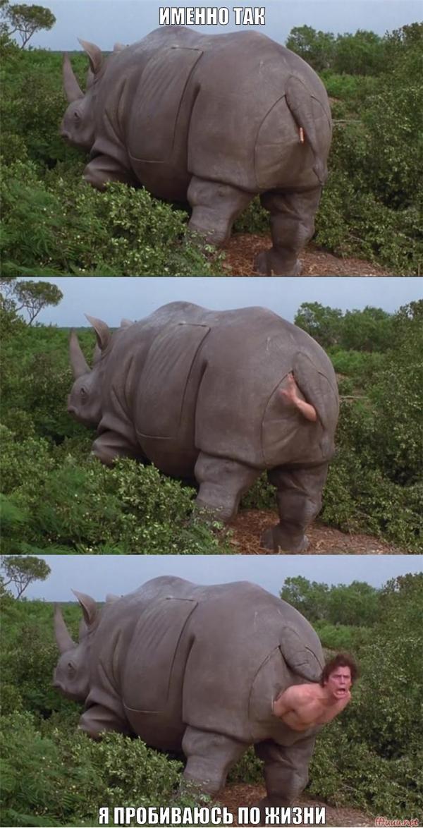 A life - Ace Ventura, Rhinoceros, Not properly