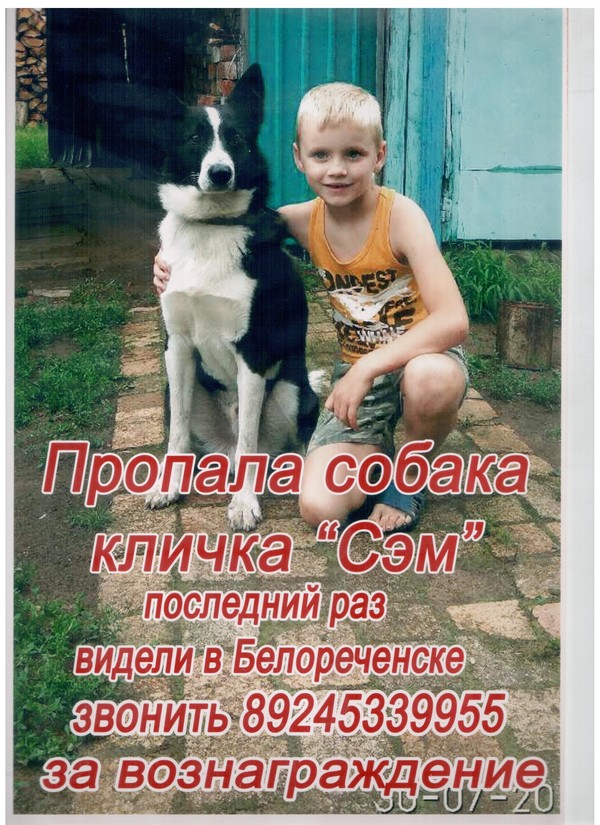 The dog is missing. - My, The missing, Dog, Angarsk, Help, Belorechensk, The dog is missing, Irkutsk region