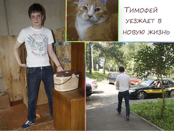 good events - My, cat, Help, In good hands, Catomafia, Minsk, Longpost, Helping animals