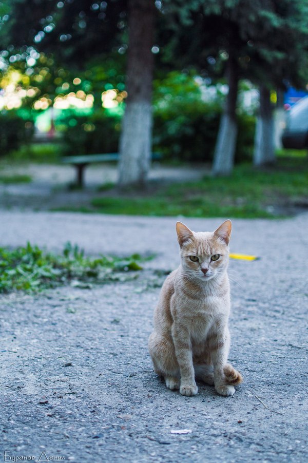 Ulyanovsk handsome - My, cat, Is there anything?