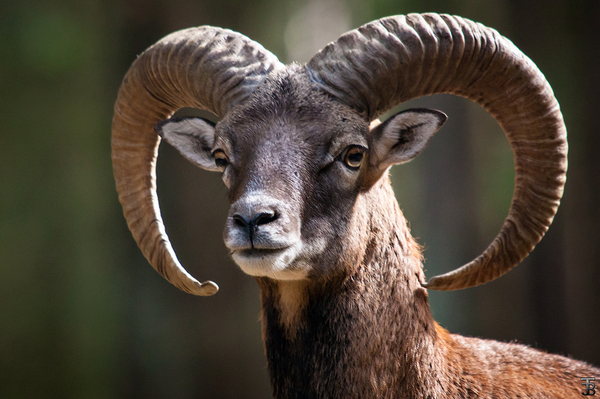 European mouflon. - My, Mouflon, Horns, Rams, Portrait