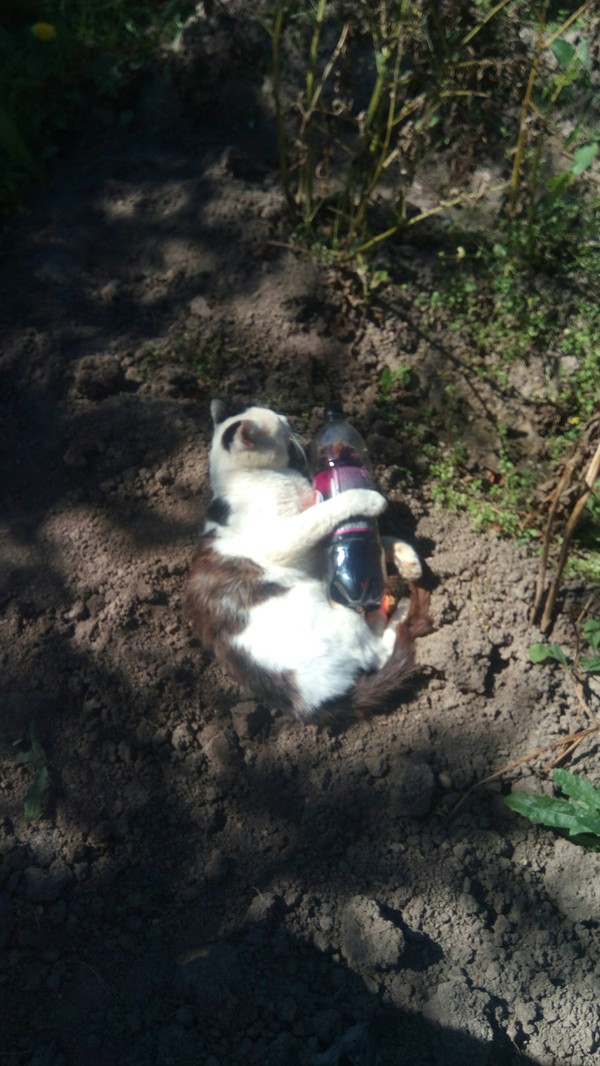 The cat wanted to drink - cat, Drink, Pepsi, Bottle, Land, Garden, The cat lies